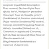 Young Living Gathering 5ml - Perfect for Ritual and Prayer Essential Oil - Aromatherapy for Spiritual Peace and Harmony - Emotional and Mental Well-Being