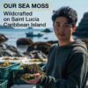 TrueSeaMoss Wildcrafted Irish Sea Moss Gel - Made with Dried Seaweed & Fresh Sea Vegetables, Seamoss - Made in USA (Original, Pack of 1)