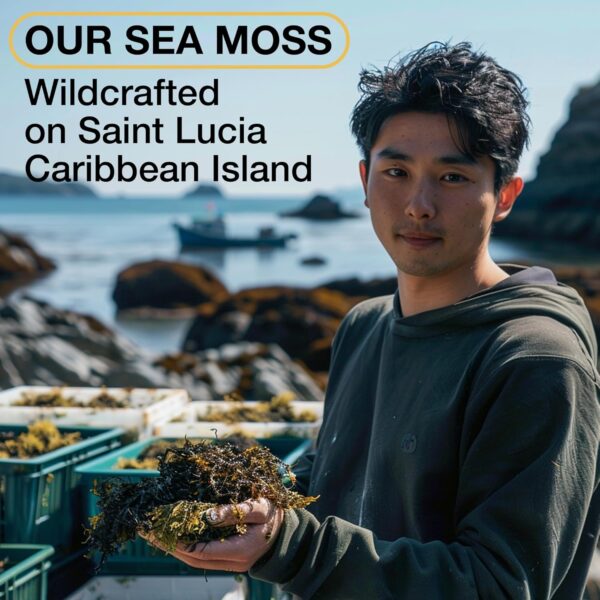 TrueSeaMoss Wildcrafted Irish Sea Moss Gel - Made with Dried Seaweed & Fresh Sea Vegetables, Seamoss - Made in USA (Original, Pack of 1)
