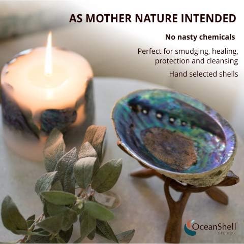 Natural Abalone (Pāua) Shell, with Stand, Over 6.5 inches, Supreme Plus,for Smudging,Cleansing Home, Meditation,Shell Crafts,Incense Holder,Home Décor,100% Natural, Sourced by Ocean Shell Studios NZ