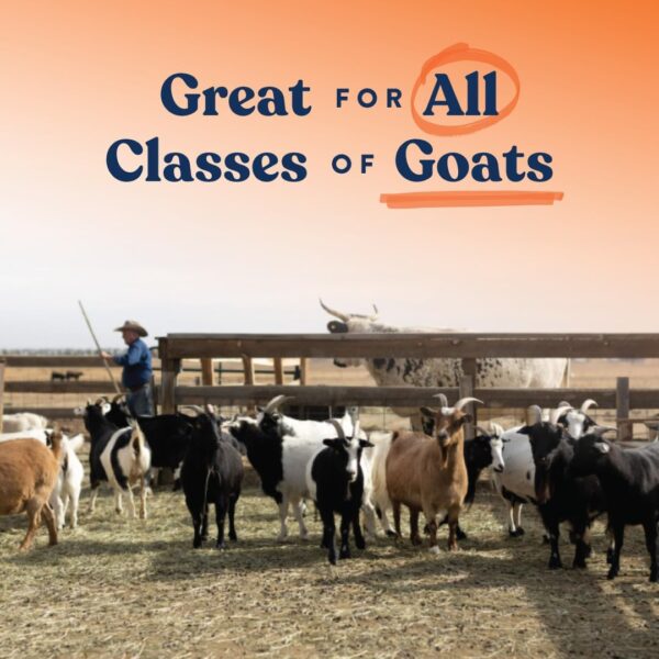 61KrQhnS0VL._AC_SL1080_.jpg Manna Pro Goat Mineral Supplement - Made with Vitamins & Minerals to Support Growth & Development - Contains Ammonium Chloride - Microbial Blend for Digestion - 8 lbs