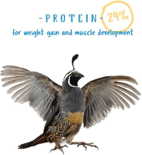 61RjhCJ9k3L._AC_SL1000_.jpg Manna Pro Gamebird Showbird Crumbles - Vitamin & Mineral Supplement for Poultry - 6-Pack of 5lbs