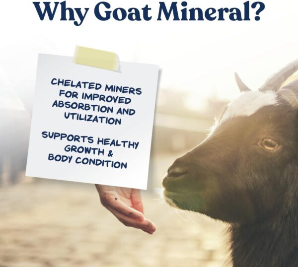 61b4sh6U8yL._AC_SL1080_.jpg Manna Pro Goat Mineral Supplement - Made with Vitamins & Minerals to Support Growth & Development - Contains Ammonium Chloride - Microbial Blend for Digestion - 8 lbs
