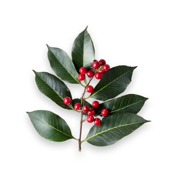 Essential Oxygen Certified BR Organic Brushing Rinse, All Natural Mouthwash for Whiter Teeth, Fresher Breath, and Happier Gums, Alcohol-Free Oral Care, Wintergreen, 16 Ounce