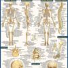 Anatomy QuickStudy Laminated Reference Guide (QuickStudy Academic)