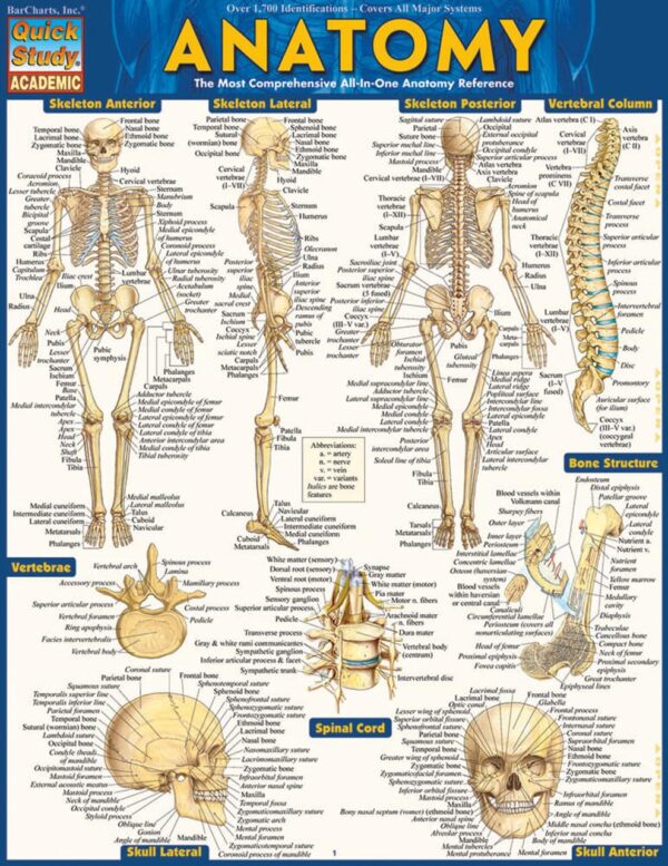 Anatomy QuickStudy Laminated Reference Guide (QuickStudy Academic)