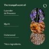 LIVEDROPS 24/7 Relaxed Essential Oil Blend - Tranquil Scent of Lavender, Myrrh & Cedarwood - Aromatherapy - Crafted in France - Pure & Natural - Apply Directly on Skin or in Diffuser