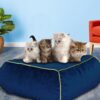 Square Floor Cushion Features Luxury Royal Blue Velvet Cover and Insert Bean Foam Filling, Versatile Use as Pouf Footstool and Ottoman Pillow in Home, Yoga Meditation Seat, and Bedroom Décor