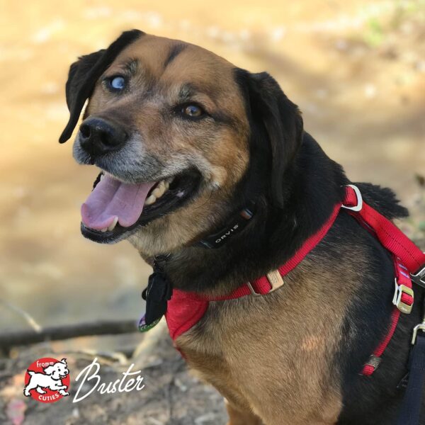 Fromm Family Foods 727533 Weight Management 15 Lb Gold Dog Food (1 Pack), One Size