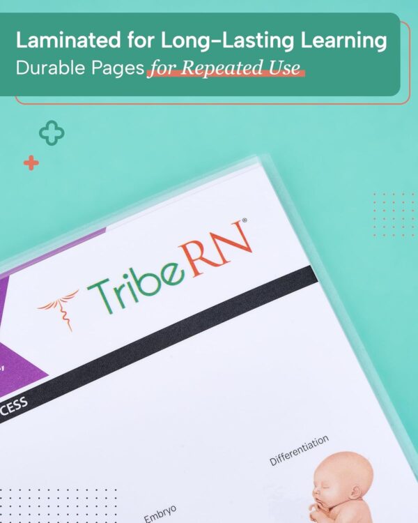 TribeRN Anatomy & Physiology Study Guides - Set of 10 Human Anatomy Guides for Nursing Students, School, College, Medical Professions - 12 Topics on Body Systems w/ Reference Charts & Terminology