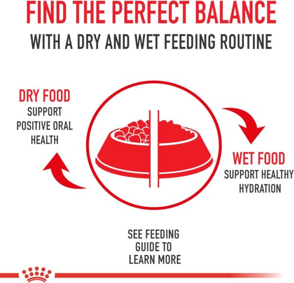 Royal Canin Feline Care Nutrition Dental Care Dry Cat Food, 6 lb bag