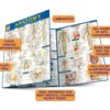 Anatomy QuickStudy Laminated Reference Guide (QuickStudy Academic)