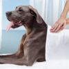 Fromm Weight Management Gold Dry Dog Food, Turkey Recipe, 30 lb, Large & Giant Breeds