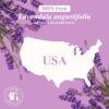 Lavender Essential Oil - Huge 4 Fl Oz - 100% Pure and Natural - Premium Grade Essential Oil for Diffuser and Aromatherapy