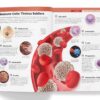 Knowledge Encyclopedia: Human Body (Knowledge Encyclopedia For Children)