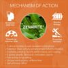 Performance Enhancer |Boosts Energy, Focus & Cognitive Function |Caffeine-Free |Supports Mental Clarity & Well-Being |Mango Leaf Extract (Zynamite) |Fast-Acting |10 Sticks (Pack of 3)