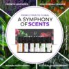 Essential Oils Set Pure Aroma - Top 6 Aromatherapy Oils Gift Set for Diffusers, Home Care, Candel Making Scents, Fragrance -Eucalyptus, Lavender, Lemongrass, Sweet Orange, Peppermint, Tea Tree (10ml)