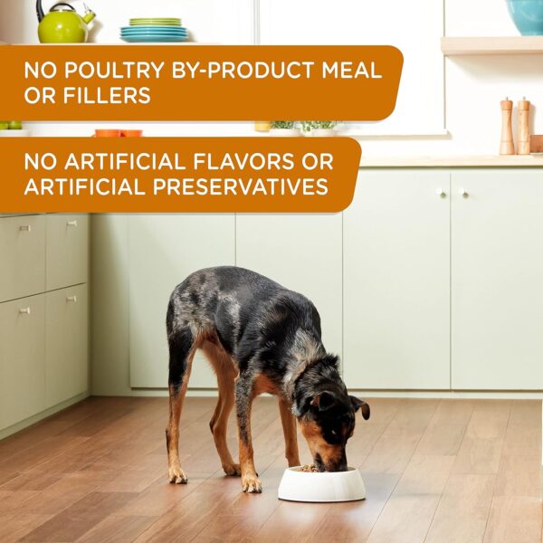 81Mq-m63AHL._AC_SL1500_.jpg Rachael Ray Nutrish Weight Management Wet Dog Food, Real Turkey & Pumpkin, 13 Ounce Can (Pack of 12)