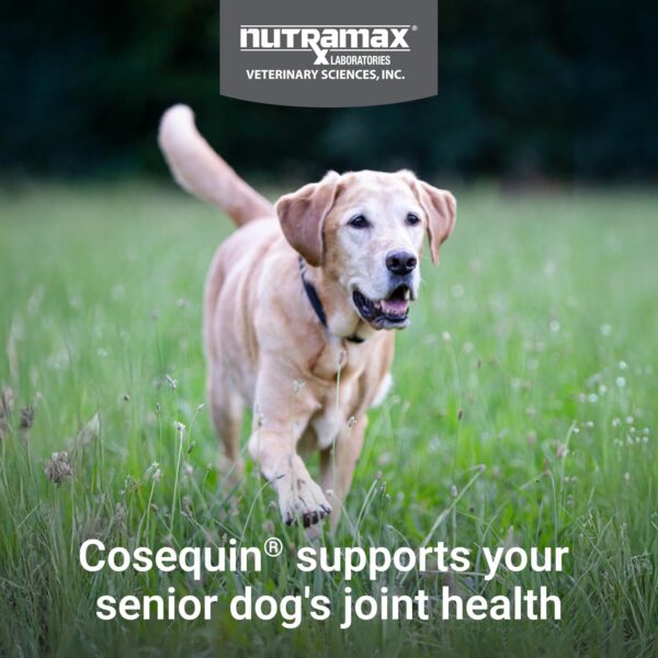 Cosequin Senior Joint Health Supplement for Senior Dogs - With Glucosamine, Chondroitin, Omega-3 for Skin and Coat Health and Beta Glucans for Immune Support, 60 Soft Chews