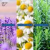 TheraICE Rx Soothing Head Stick 10 ml (.33-Oz) Essential Oil Roll on Aromatherapy: Peppermint, Spearmint, Lavender, Chamomile, Rosemary, Eucalyptus. Metal Roller. USA Made