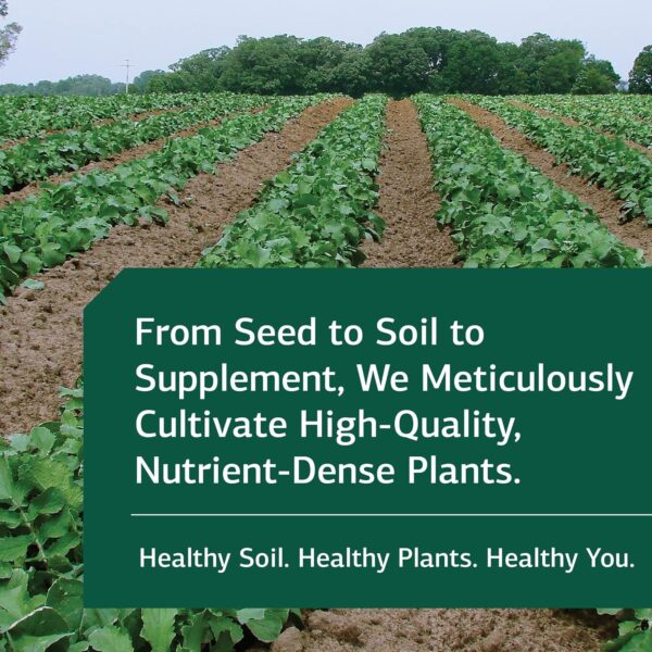 Standard Process SP Cleanse - Whole-Food Based Gallbladder, Kidney & Liver Support - Digestion & Toxin Cleanse with Collinsonia Root, Juniper Berry, Cordyceps Mushroom & More - 150 Caps