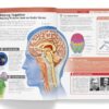 Knowledge Encyclopedia: Human Body (Knowledge Encyclopedia For Children)