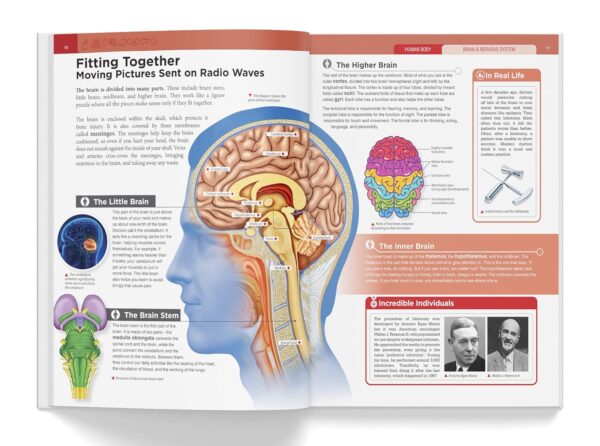 Knowledge Encyclopedia: Human Body (Knowledge Encyclopedia For Children)