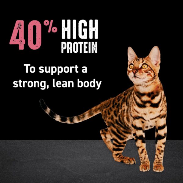CRAVE Grain Free Indoor Adult High Protein Natural Dry Cat Food with Protein from Chicken & Salmon, 2 lb. Bag