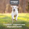 Nutramax Cosequin Joint Health Supplement for Dogs - With Glucosamine, Chondroitin, MSM, and Omega-3's, 60 Soft Chews