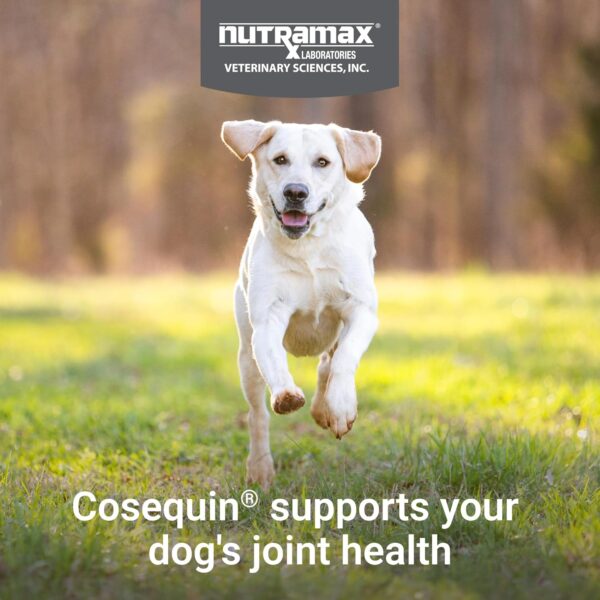 Nutramax Cosequin Joint Health Supplement for Dogs - With Glucosamine, Chondroitin, MSM, and Omega-3's, 60 Soft Chews