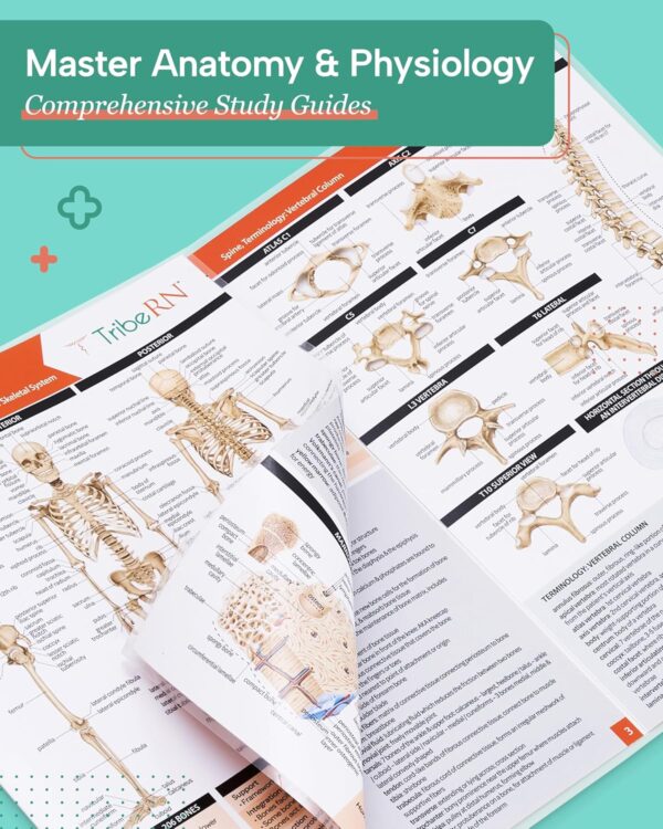 TribeRN Anatomy & Physiology Study Guides - Set of 10 Human Anatomy Guides for Nursing Students, School, College, Medical Professions - 12 Topics on Body Systems w/ Reference Charts & Terminology