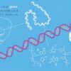 Baby Biochemist: DNA: Discover the Amazing Science Behind Your Body's Molecular Instructions! (Human Body Books, Science Gifts, Medical Books for Kids) (Baby University)