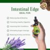Go Nutrients Intestinal Edge - Gut Cleanse for Humans with Wormwood, Black Walnut, Clove & More - Liquid Drops for Digestive Support - Non-GMO Tincture - 2oz