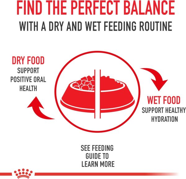 Royal Canin Small Dog Dental Care Dry Dog Food, 17 lb bag