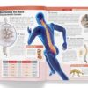 Knowledge Encyclopedia: Human Body (Knowledge Encyclopedia For Children)