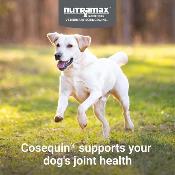 Nutramax Laboratories Cosequin Maximum Strength Joint Health Supplement for Dogs - With Glucosamine, Chondroitin, and MSM, 60 Chewable Tablets