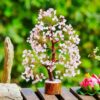 YATSKIA Rose Quartz Tree of Life - Chakra Tree, Wire Bonsai - Feng Shui Tree, Money Tree Crystal for Positive Energy - Home Office Decor, Spiritual Gift, Meditation Decor Accessories