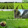 60 Bags - SIimming Detox Tea Caffeine Free - Herbal Tea with Chamomile, Hibiscus Tea & Ginger Root for Colon Cleanse – Natural Citrus & Cinnamon Herbal Tea for Digestive Health