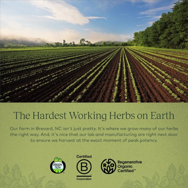 Gaia Herbs Adrenal Health Daily Support - with Ashwagandha, Holy Basil & Schisandra - Herbal Supplement to Help Maintain Healthy Energy and Stress Levels - 60 Liquid Phyto-Capsules (60 Count)